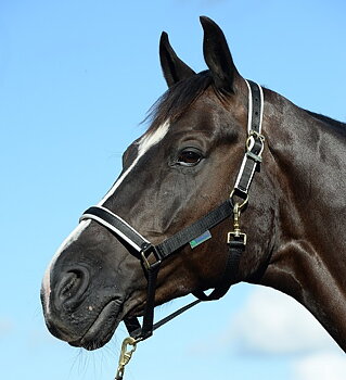 Bucas Dublin Grimma - Svart / silver, Ponny