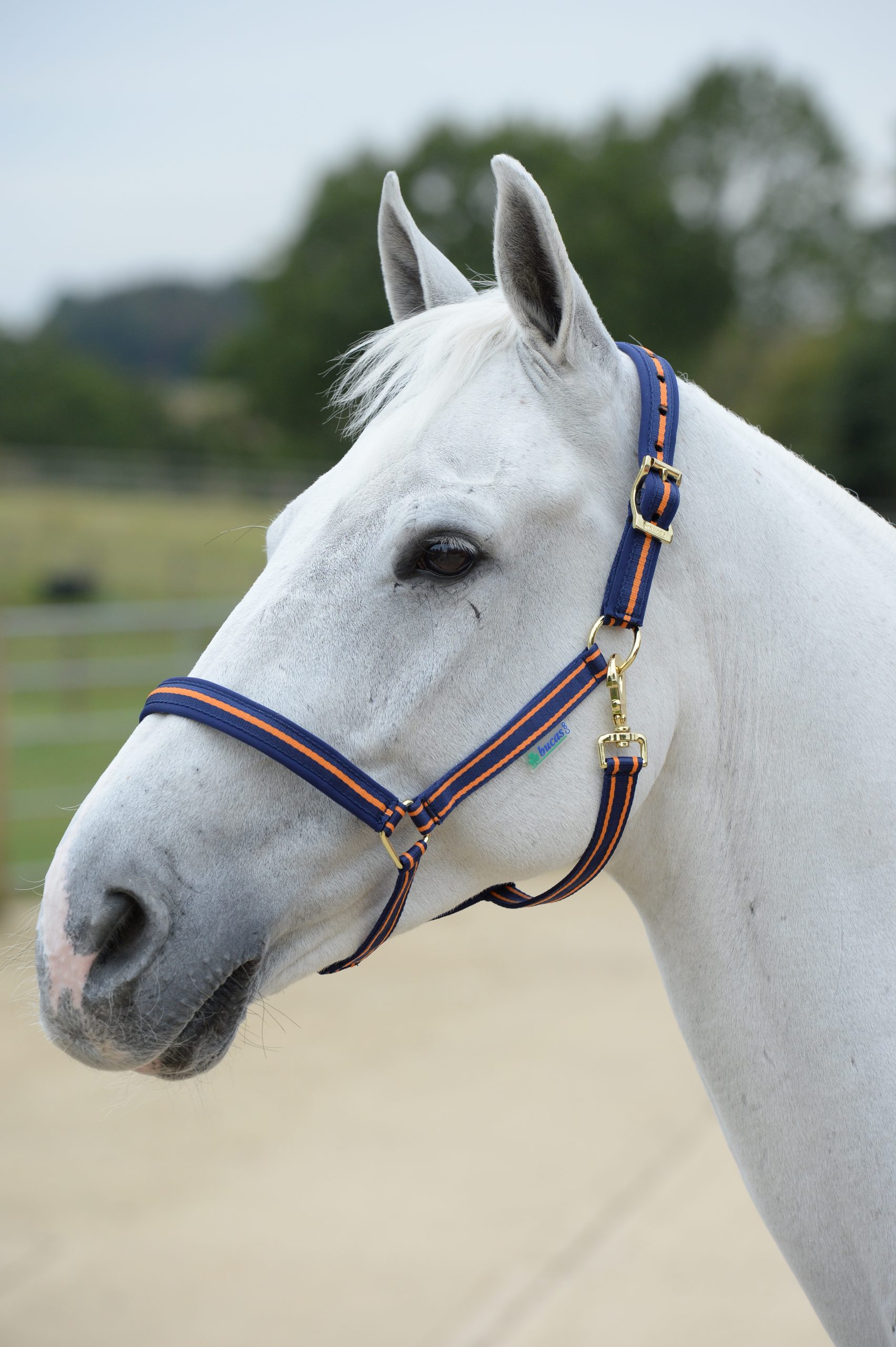 Bucas Dublin Grimma - Navy/Orange, Pony
