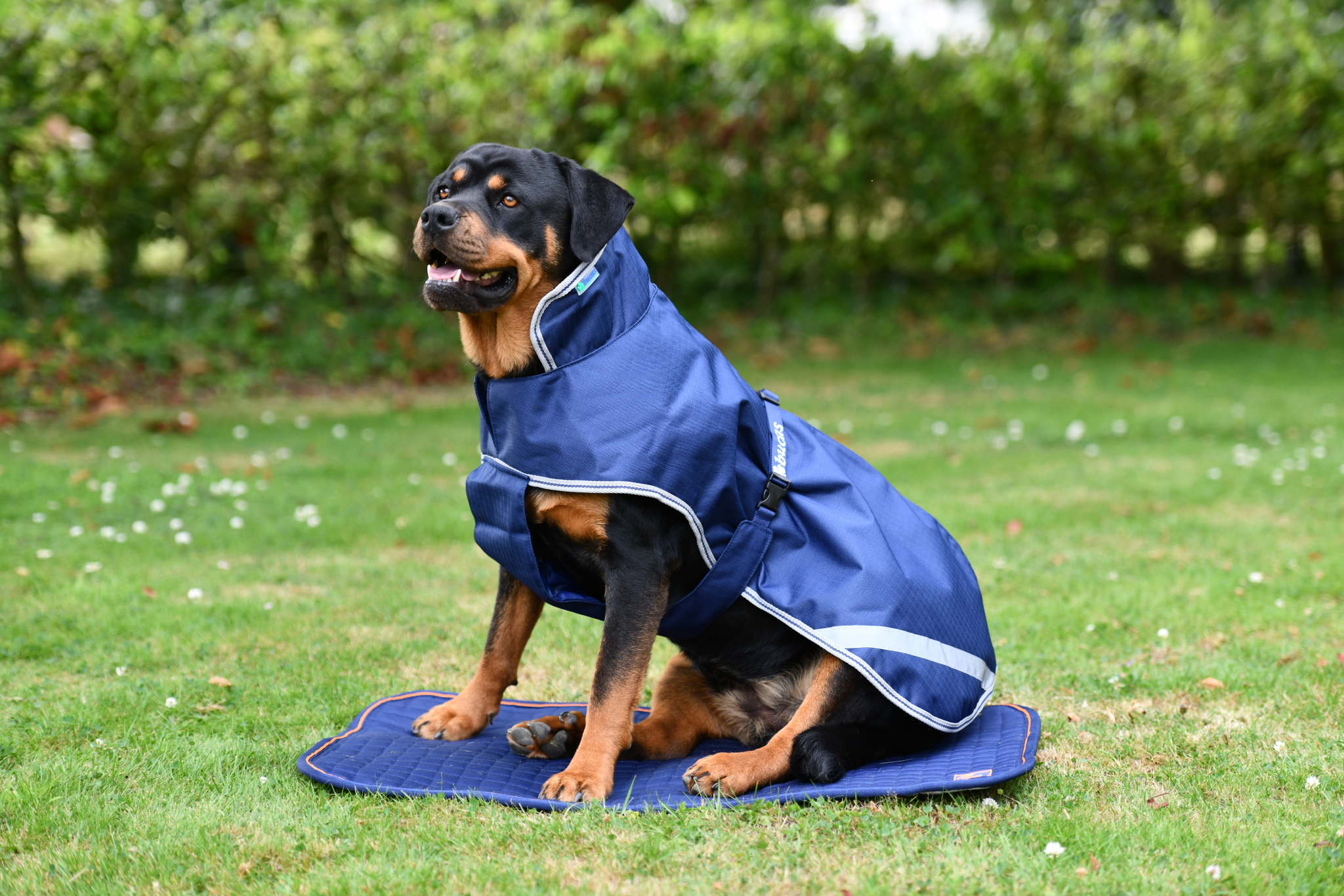 Bucas Freedom Dog Rug 50 g 35-45 cm - Navy, 35 - 3