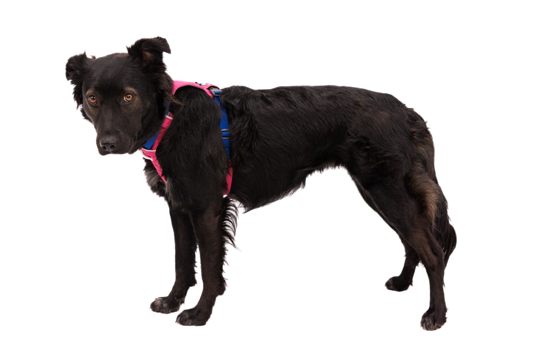 Ruffwear Hi & Light™ Harness - Alpenglow Pink 