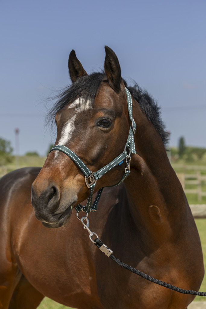 NORTON 'Grooming' Grimma Mörkgrå - Cob size
