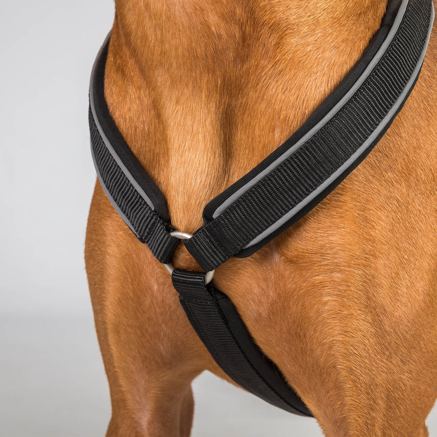 Back on Track Dog Harness Max - Blue, S - 2