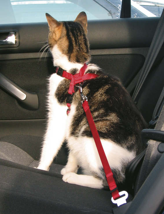 Kissan autovaljaat 20–50 cm – punainen, Trixie