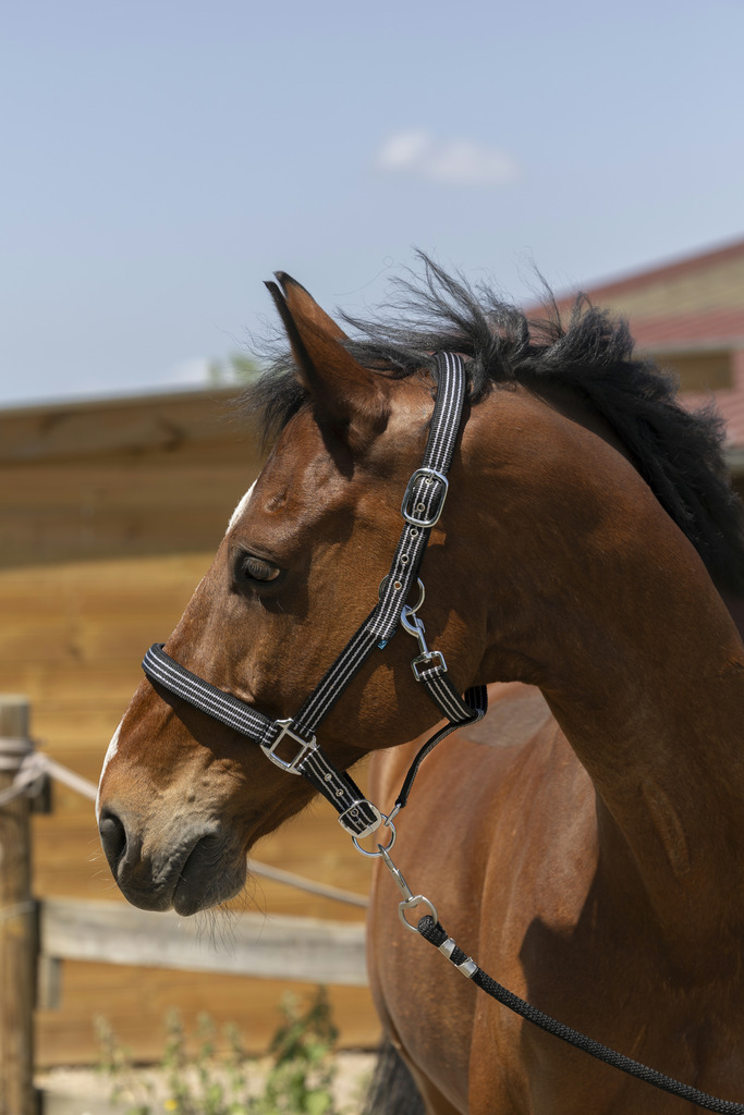 NORTON 'Zari' Grimma Svart (Shetland)