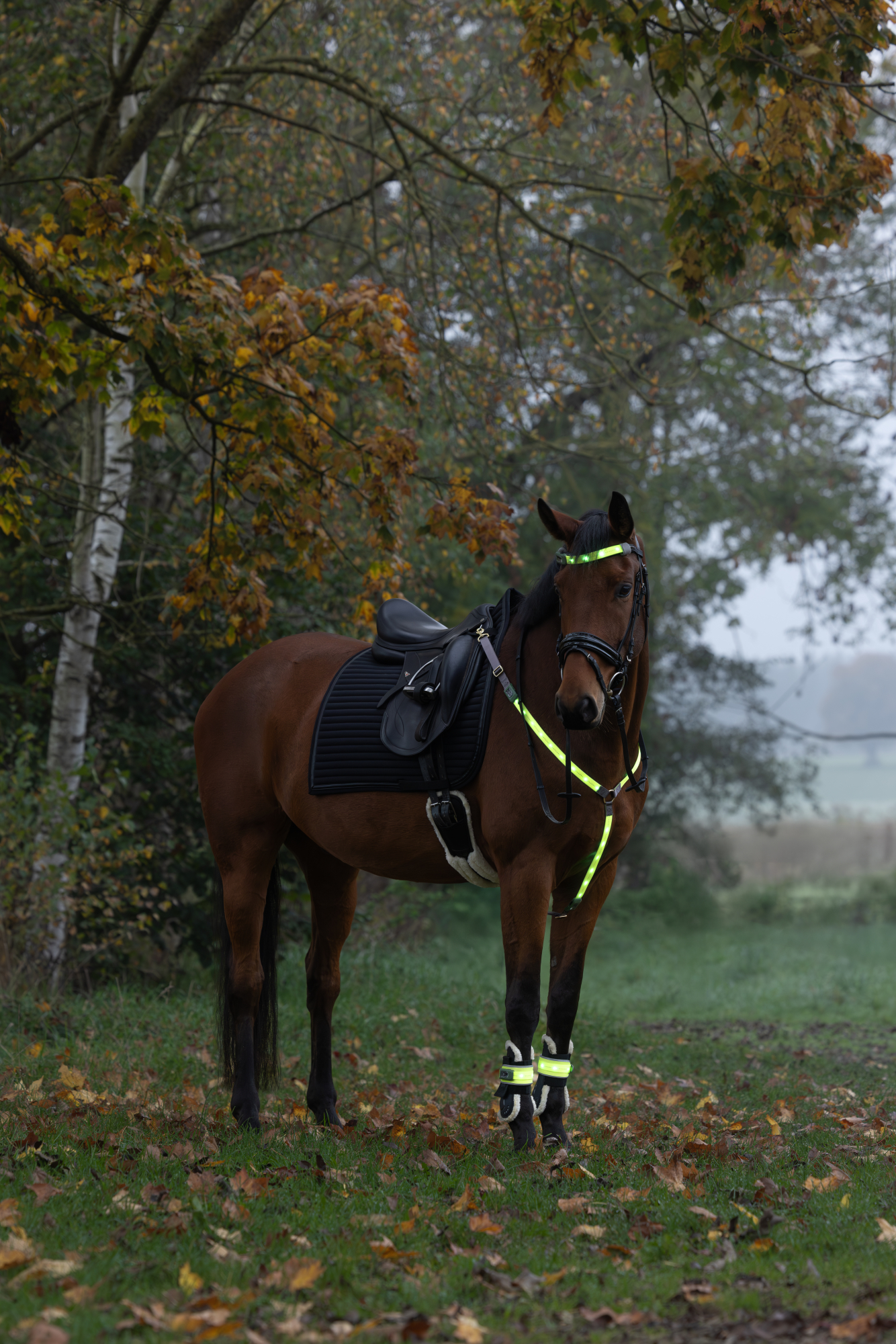 Covalliero Korkean näkyvyyden LED-suojat, pari - 5
