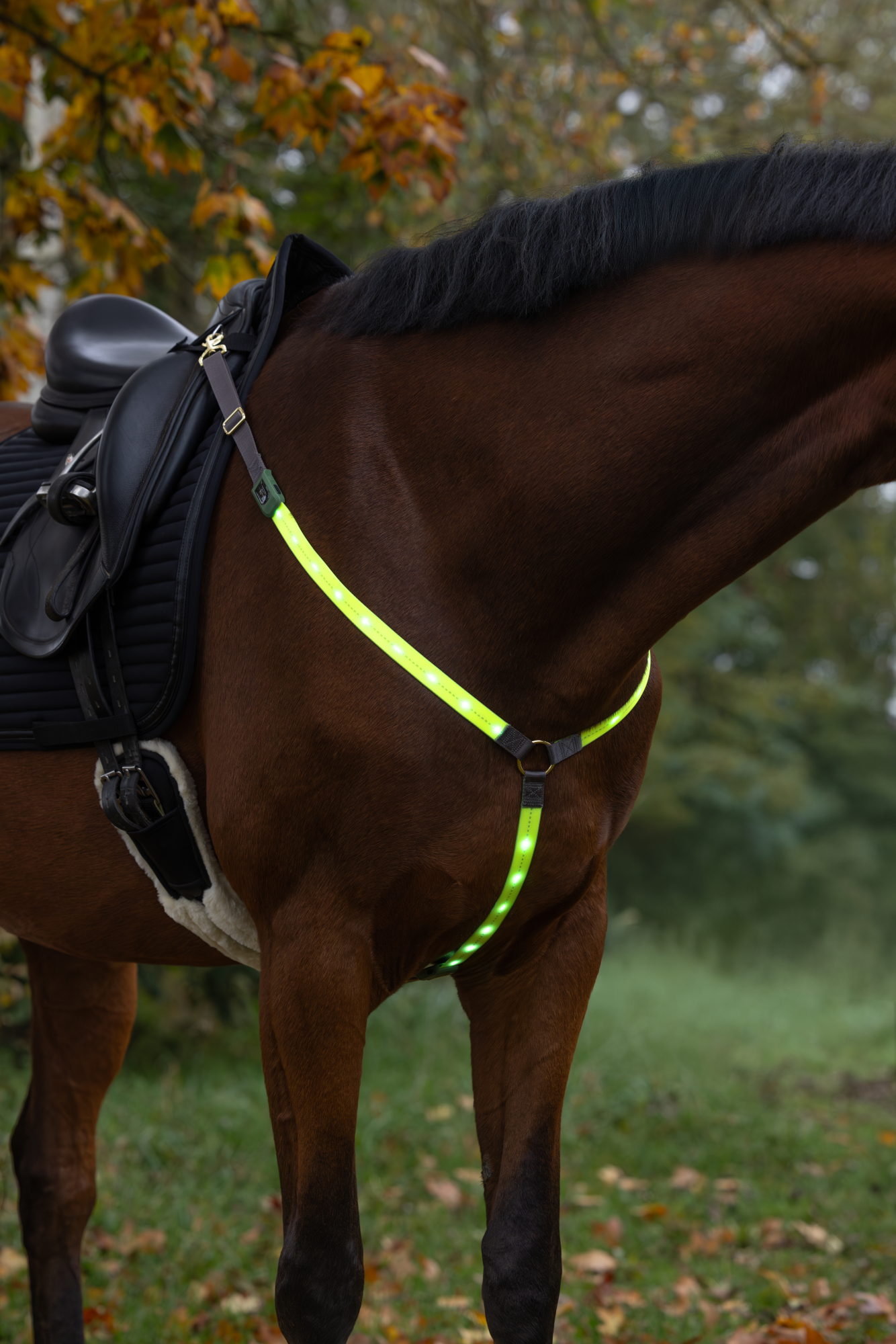 Covalliero Brösta LED - 4