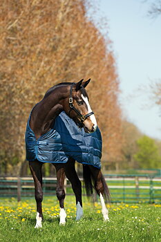 Horseware Liner Medium 200 g - Navy/ Navy