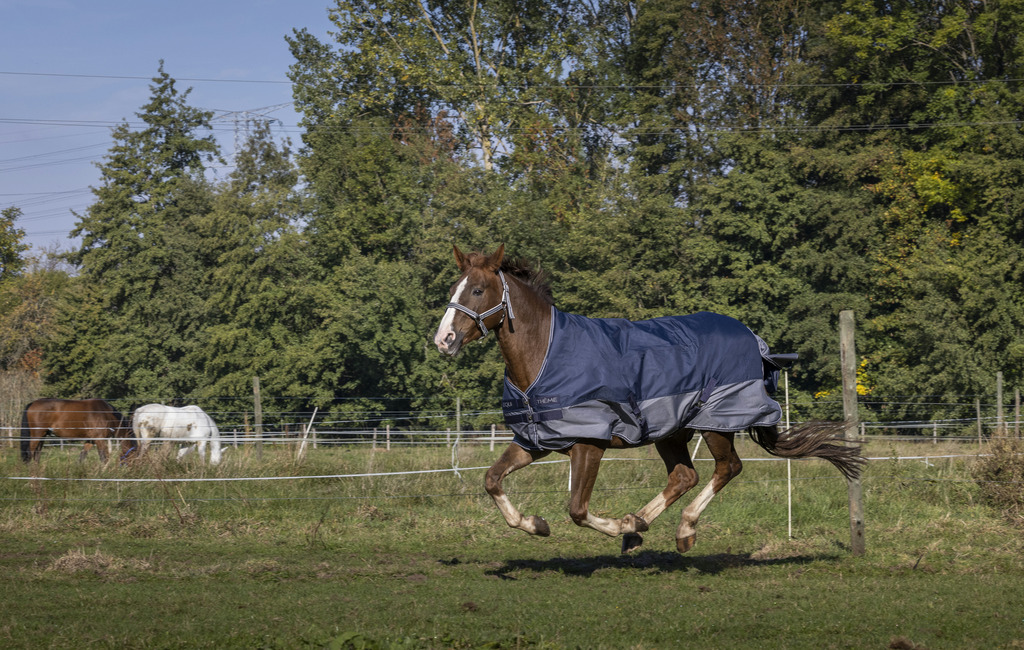 EQUITHEME Tyrex 600 D Turnout Loimi Vuorattu Polar Fleecellä Navy/Harmaa - 2