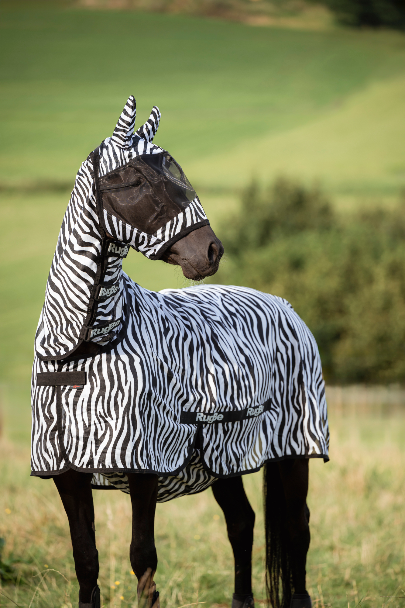 Covalliero Lennokkihuopa Zebra, mukaan lukien kaulakappale - 12