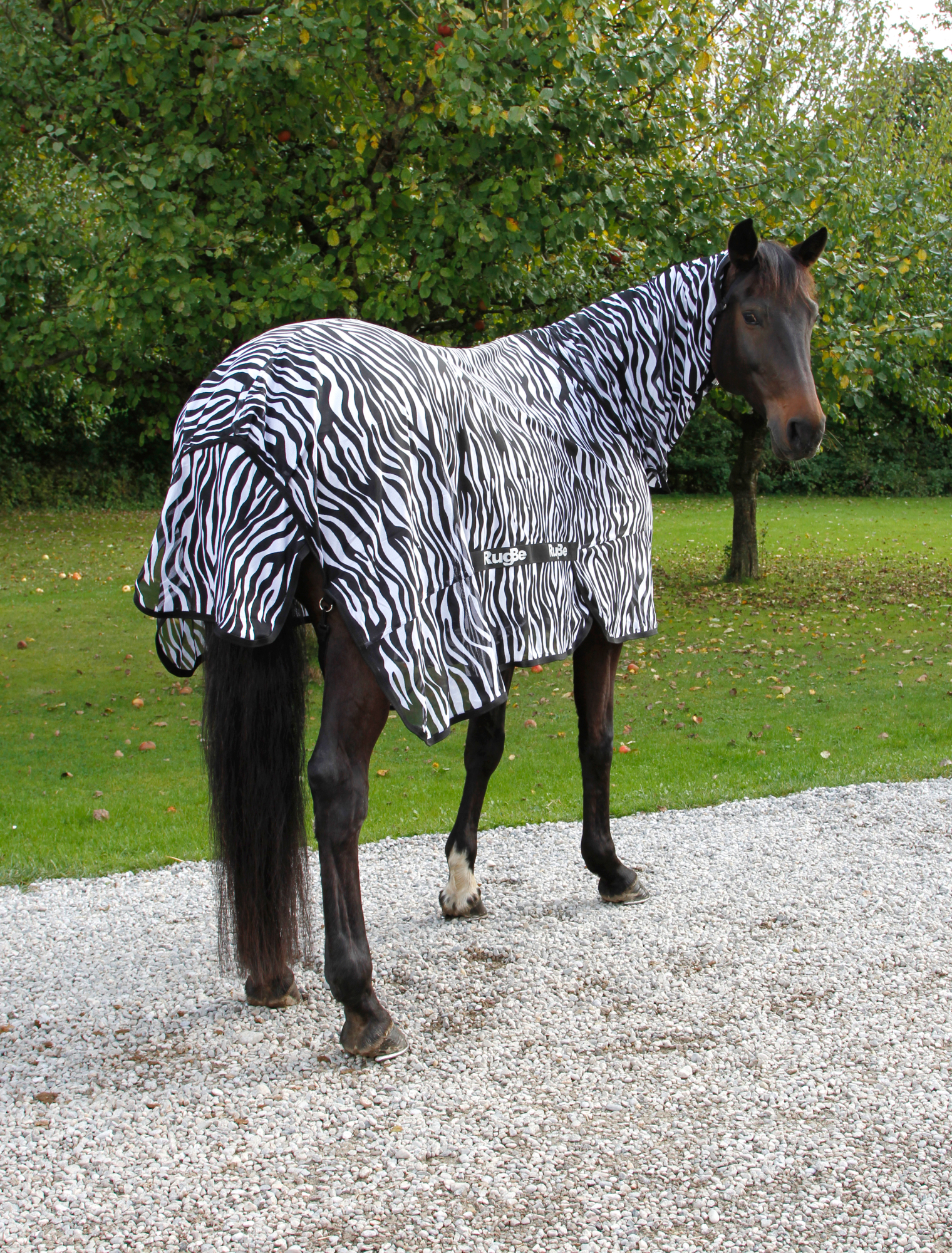 Covalliero Lennokkihuopa Zebra, mukaan lukien kaulakappale - 5