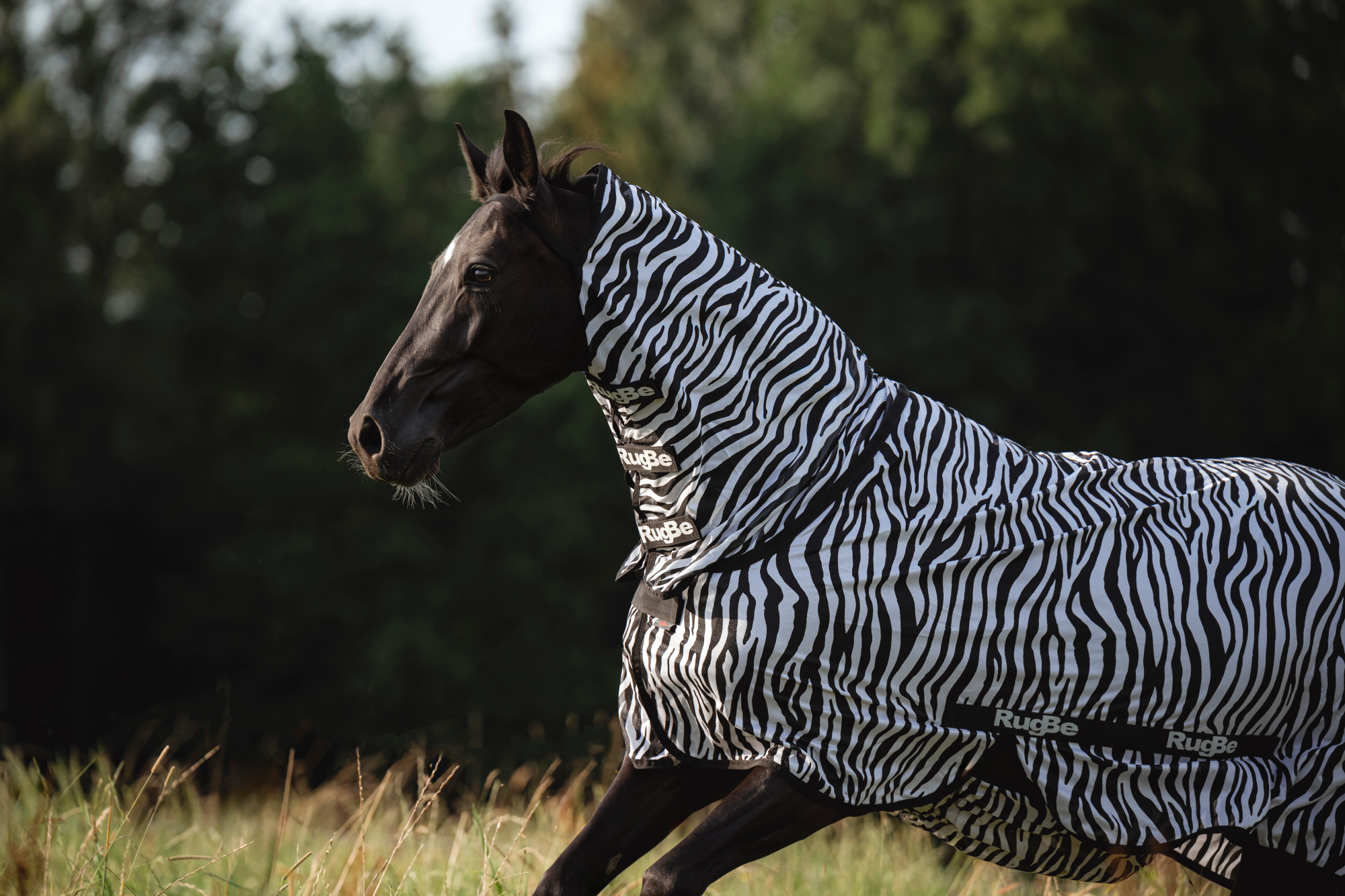 Covalliero Lennokkihuopa Zebra, mukaan lukien kaulakappale - 9