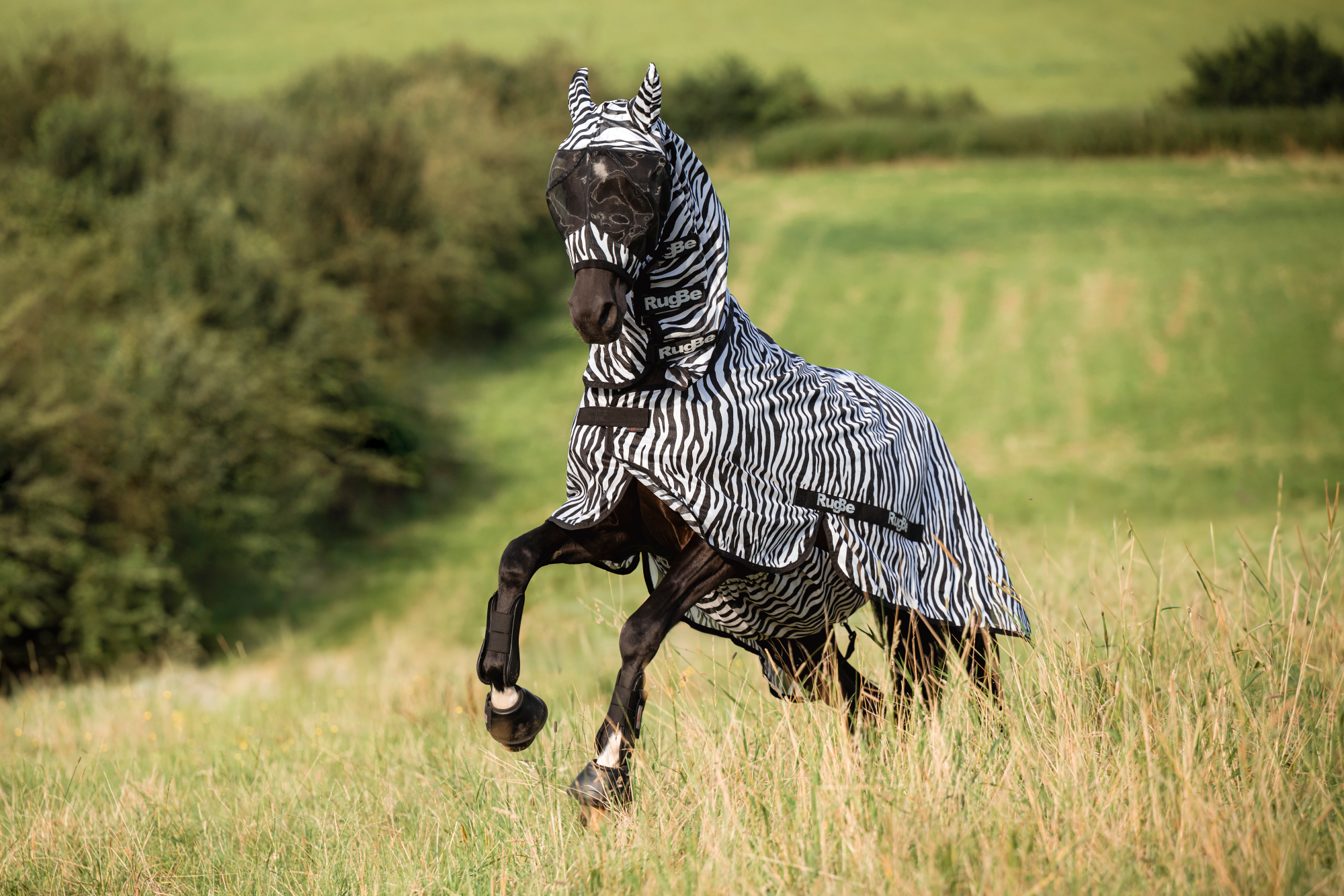 Covalliero Lennokkihuopa Zebra, mukaan lukien kaulakappale - 10