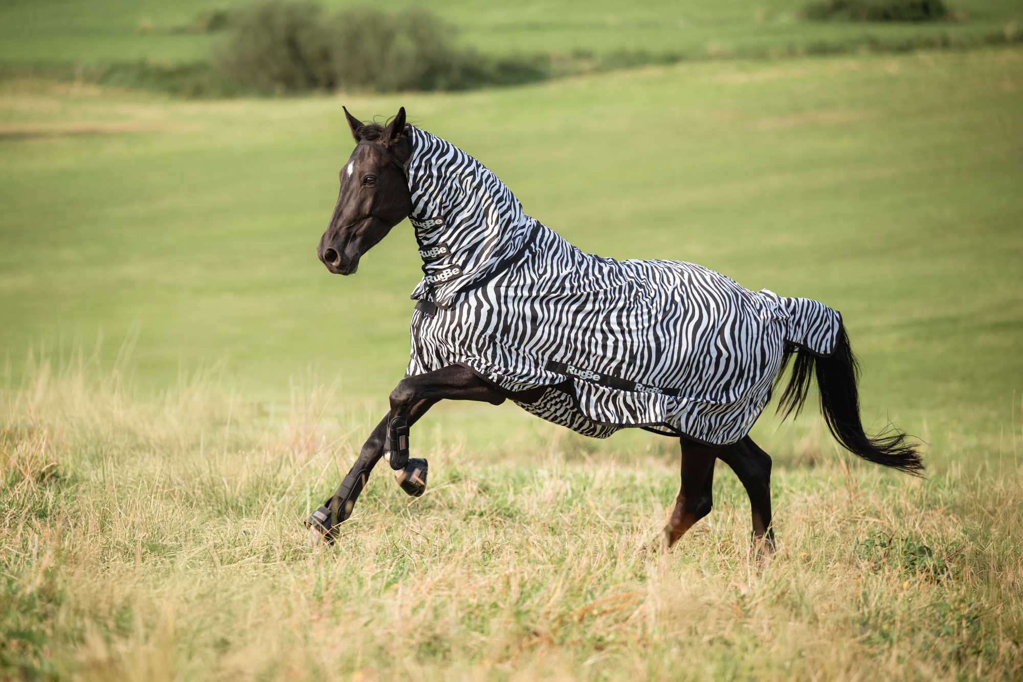 Covalliero Lennokkihuopa Zebra, mukaan lukien kaulakappale - 11