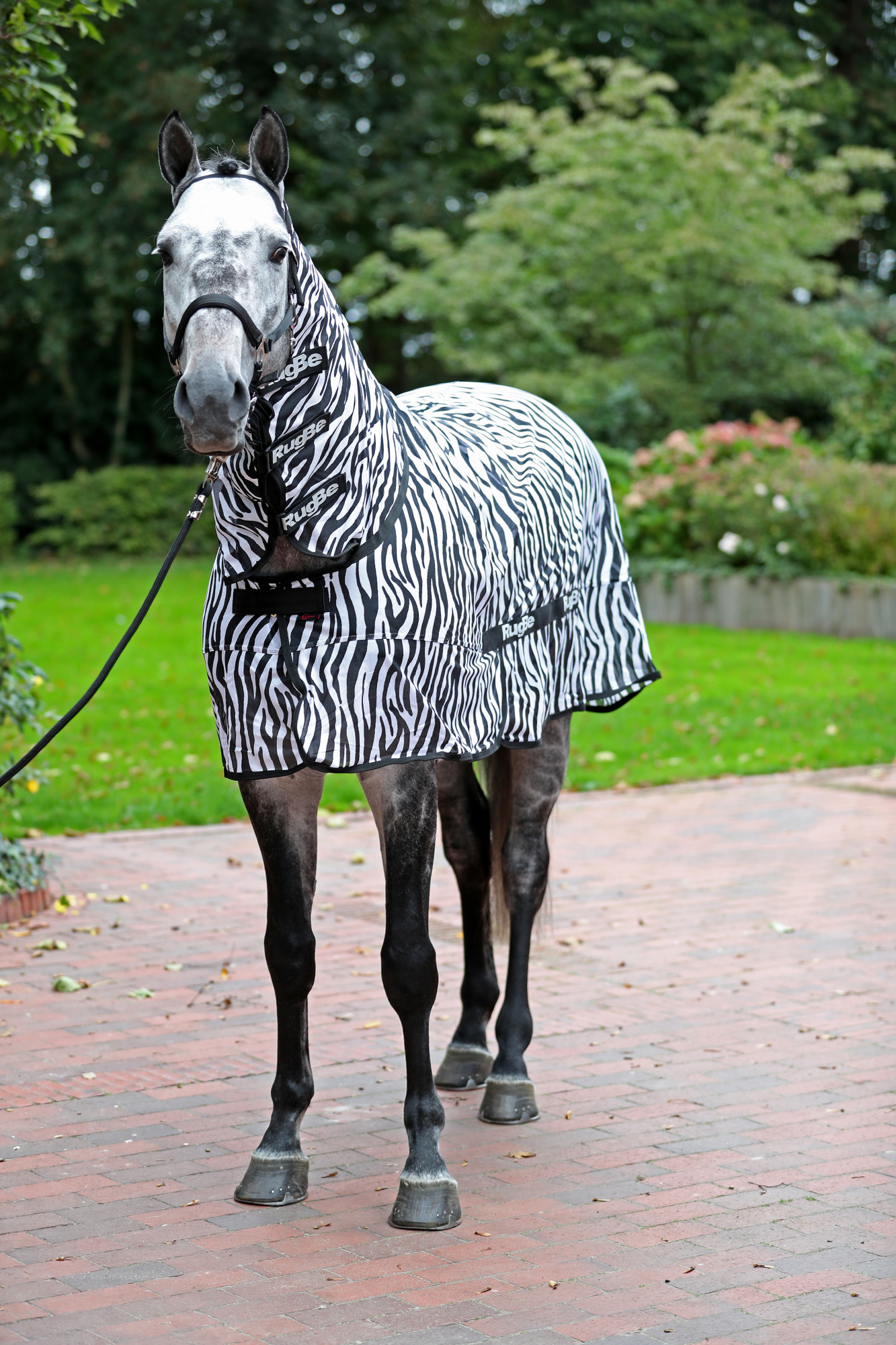 Covalliero Lennokkihuopa Zebra, mukaan lukien kaulakappale - 6