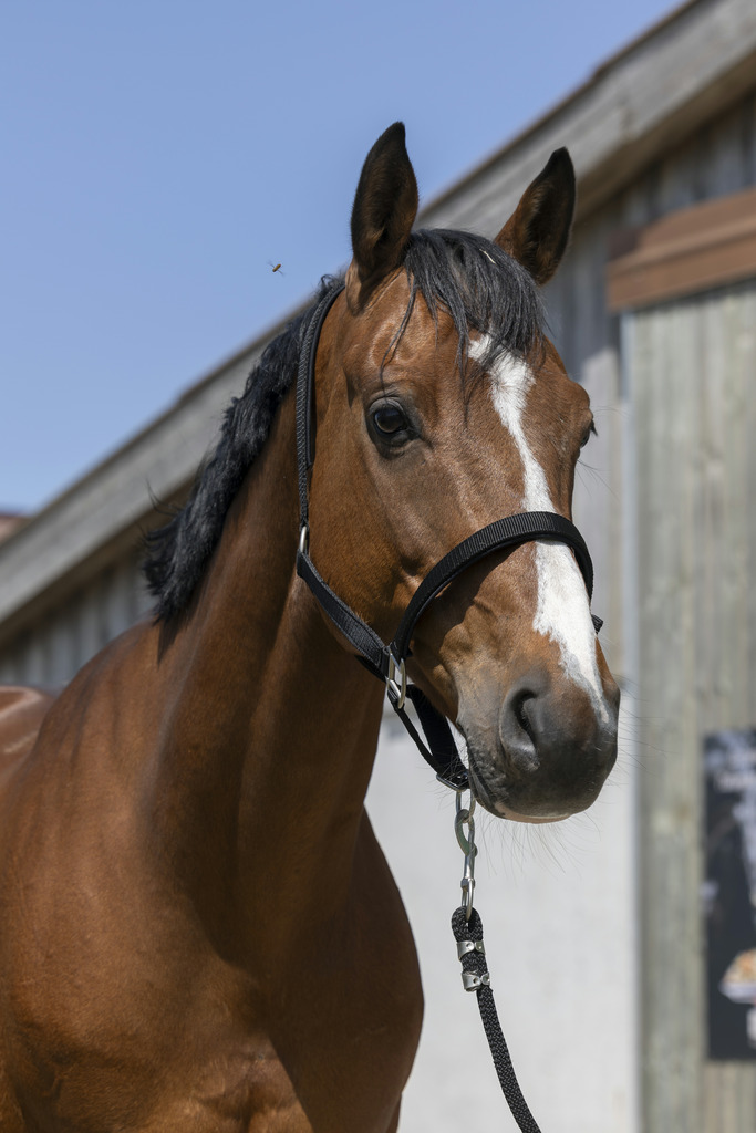 NORTON 'Satine' Grimma Svart (Cob)