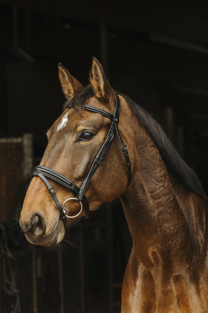 NORTON PRO 'Apophyse' Träns Svart (Ponny)