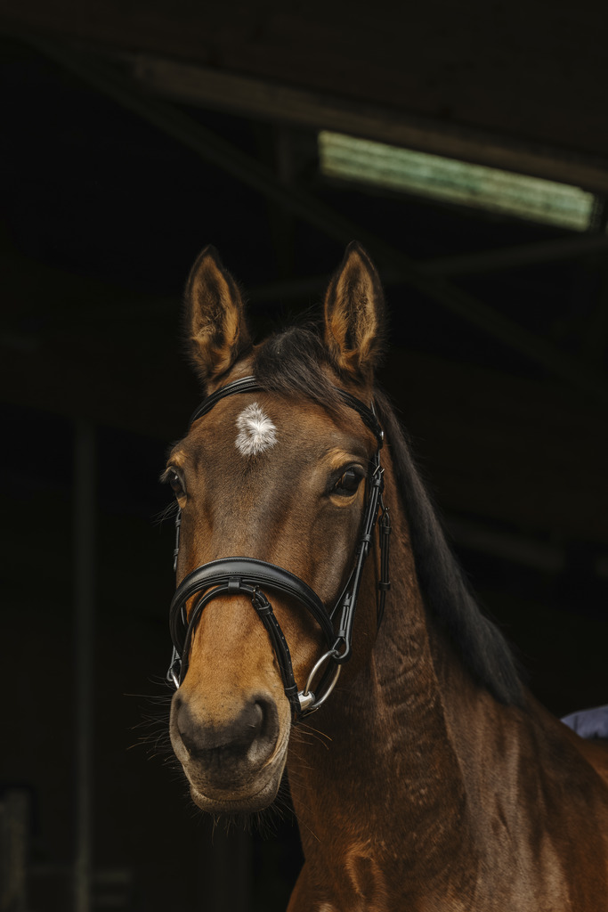 NORTON PRO 'Dark' Träns Svart (Cob)