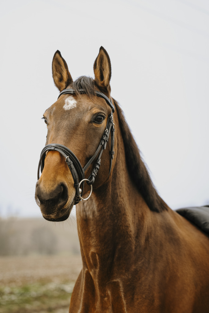 NORTON CLUB 'Strass V' Träns Svart (Shetland)