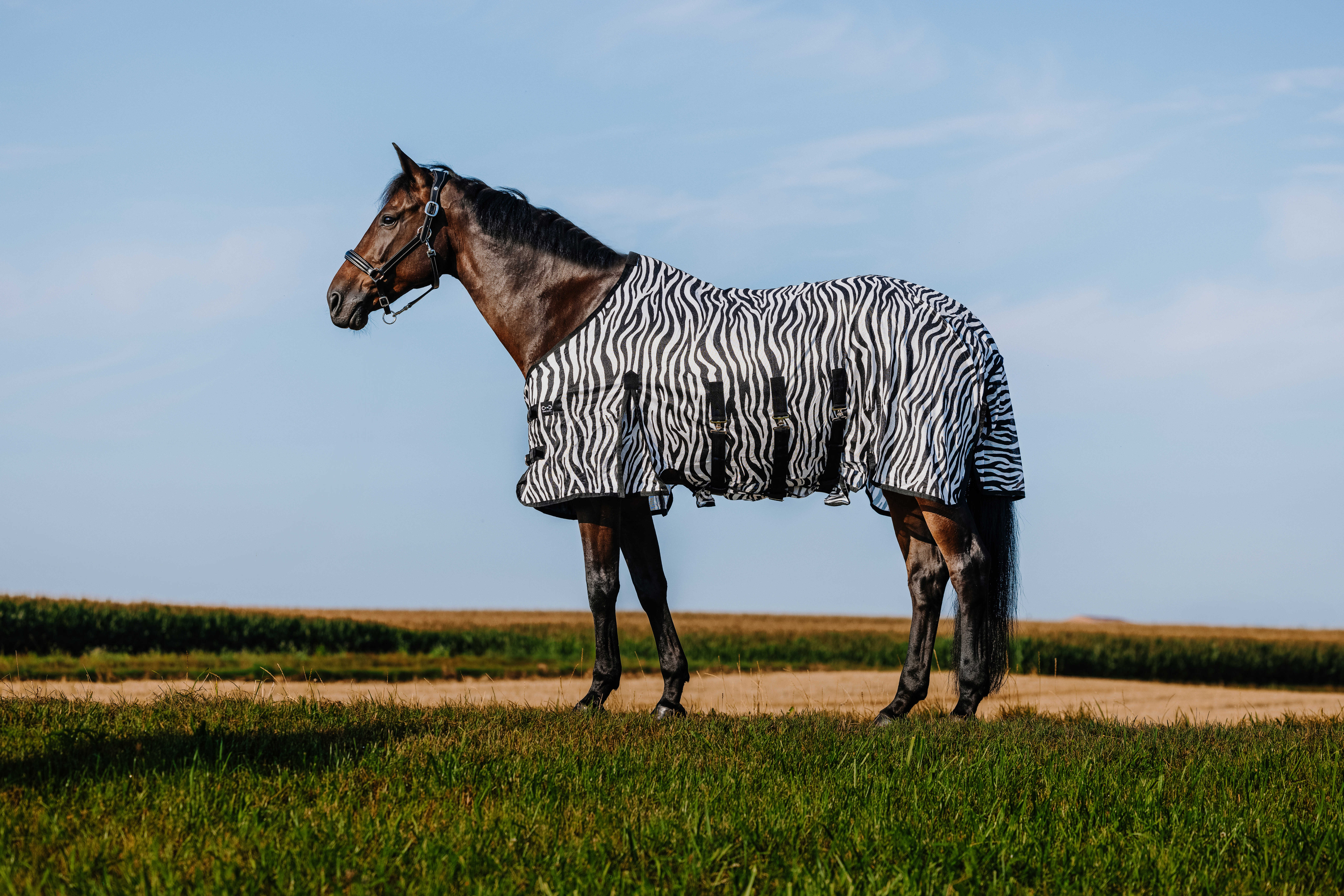 Riding World Fly Rug Zebra - 2