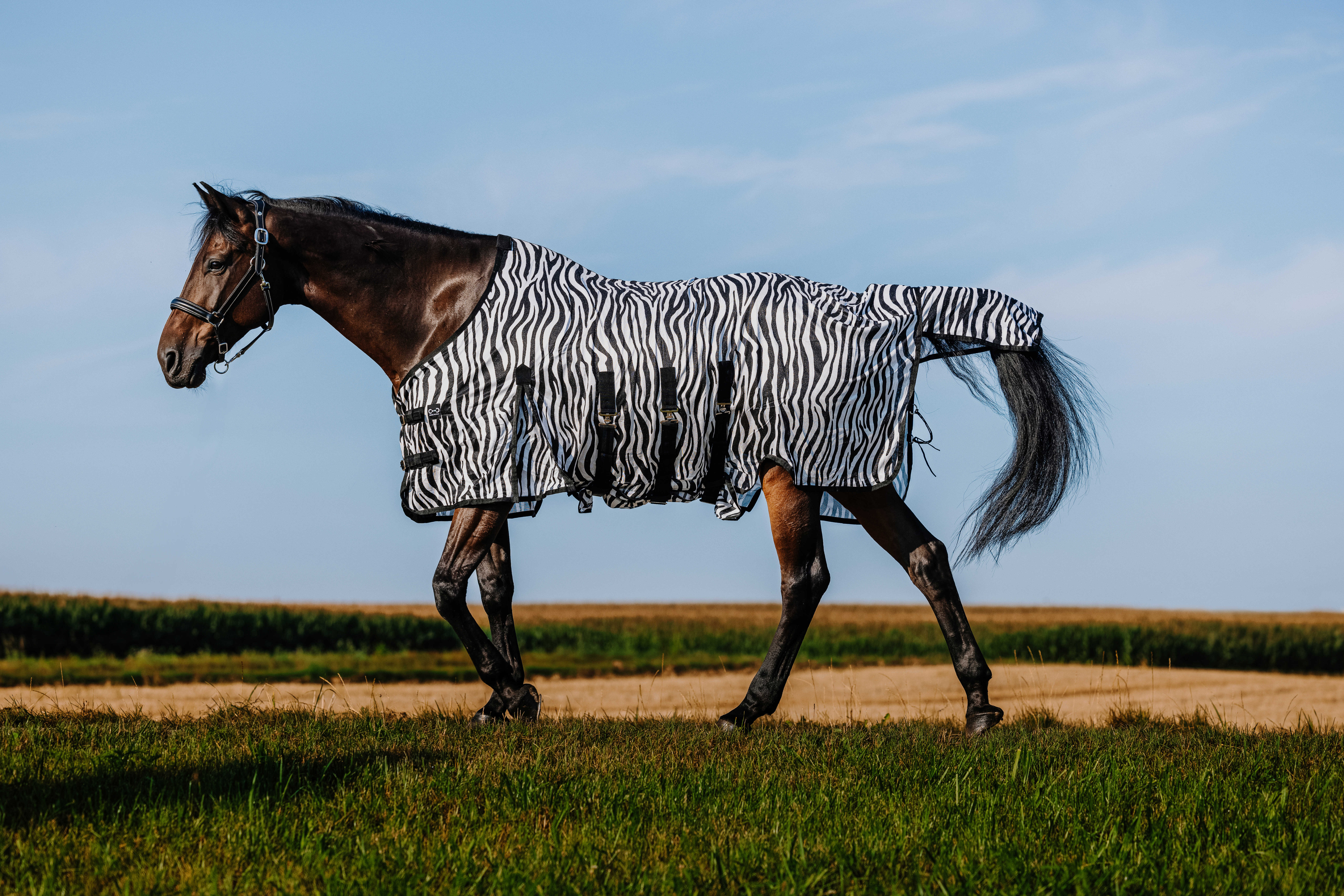 Riding World Fly Rug Zebra - 3