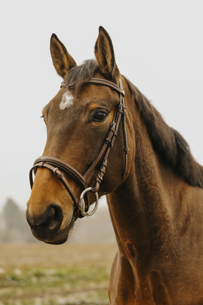 NORTON CLUB 'Strass V' Träns Havana (Shetland)