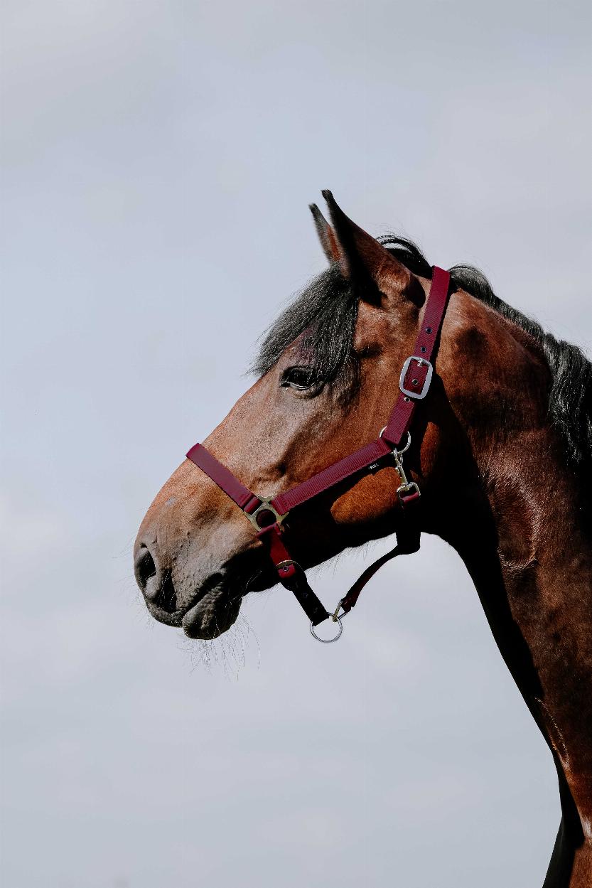 Riding World Cushion Nylongrimma Burgundy (Pony)