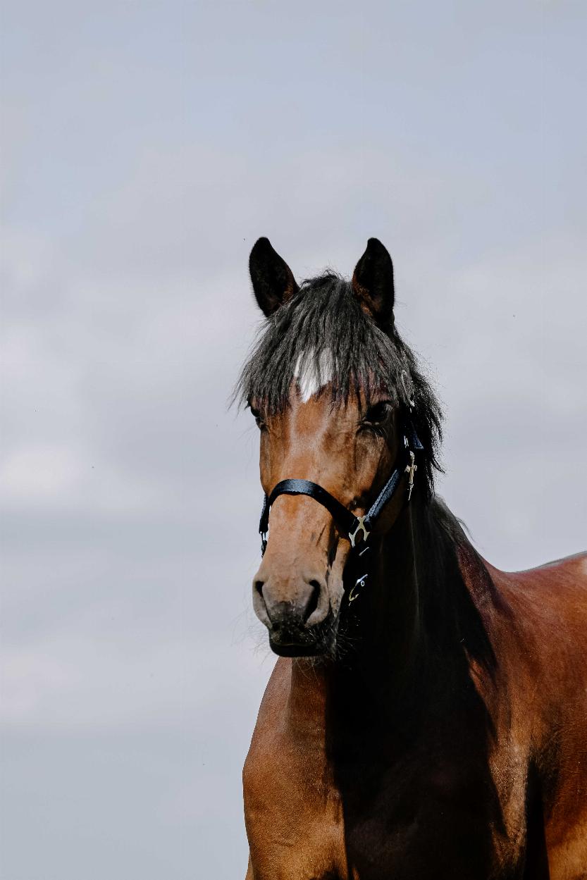 Riding World Cushion Nylongrimma Navy (Cob)