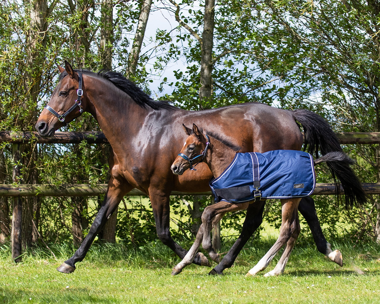 QHP Turnout Foal Rug 100g - Navy Blue, 65 - 2