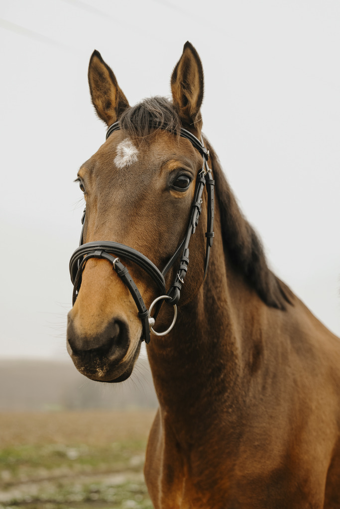 NORTON CLUB 'Square' Träns Svart (Ponny)