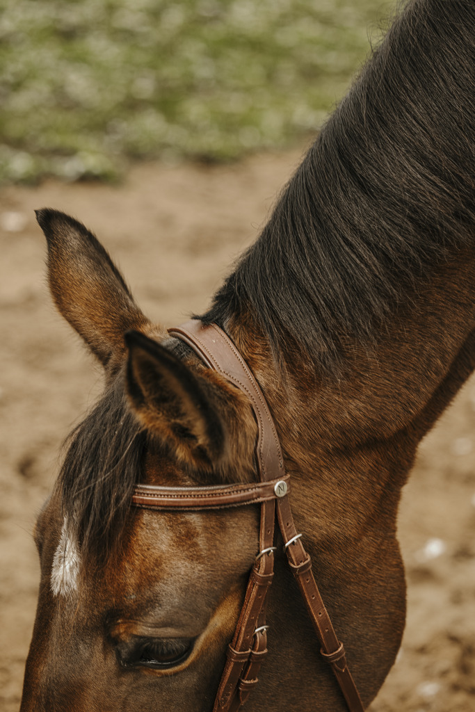 NORTON CLUB 'Square' Bridle Havana - 2