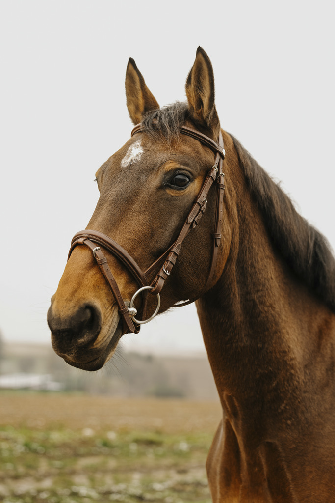 NORTON CLUB 'Square' Träns Havana (Ponny)