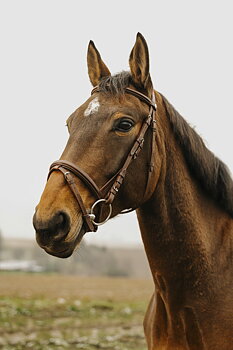 NORTON CLUB 'Square' Bridle Havana