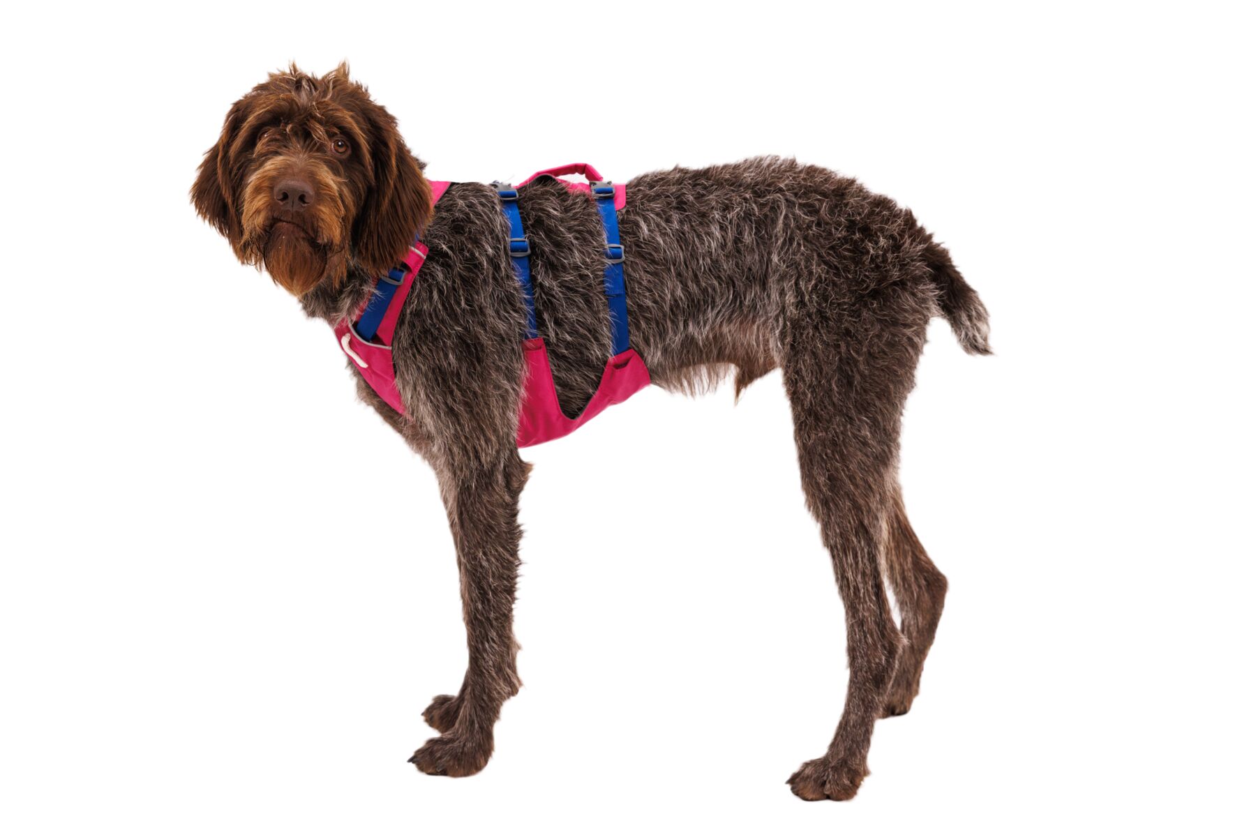 Ruffwear Flagline Harness Alpenglow Pink PETSTER