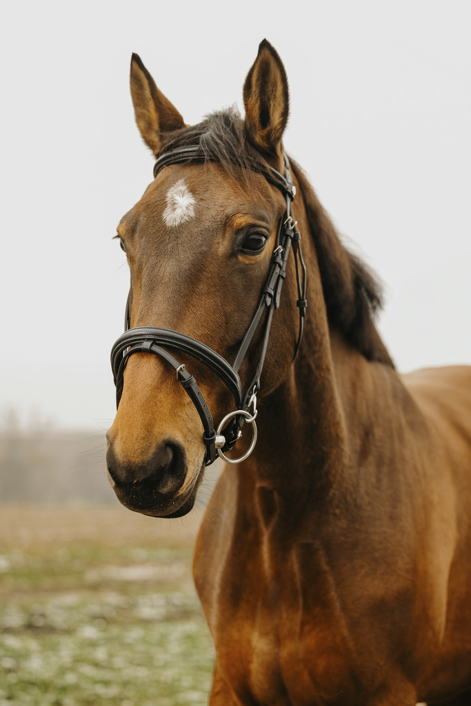 NORTON CLUB 'Easy' Träns Svart (Cob)