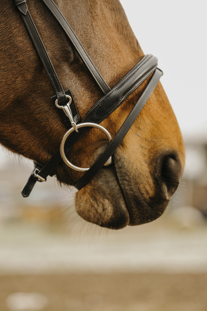 NORTON CLUB 'Easy' Bridle Black - 2