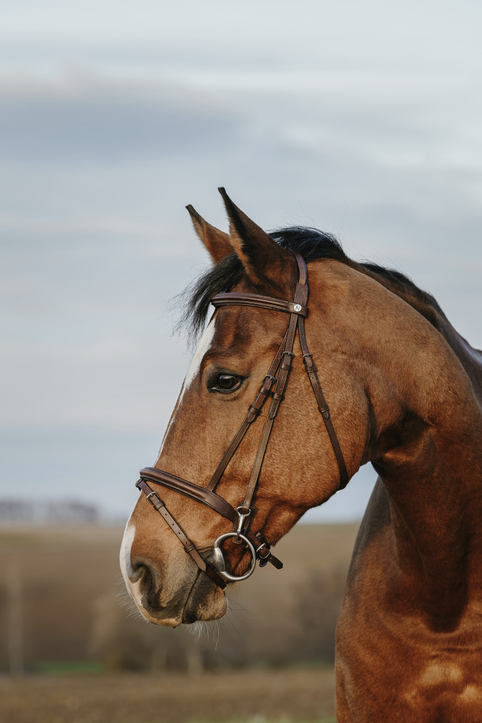 NORTON CLUB 'Easy' Träns Havana (Cob)