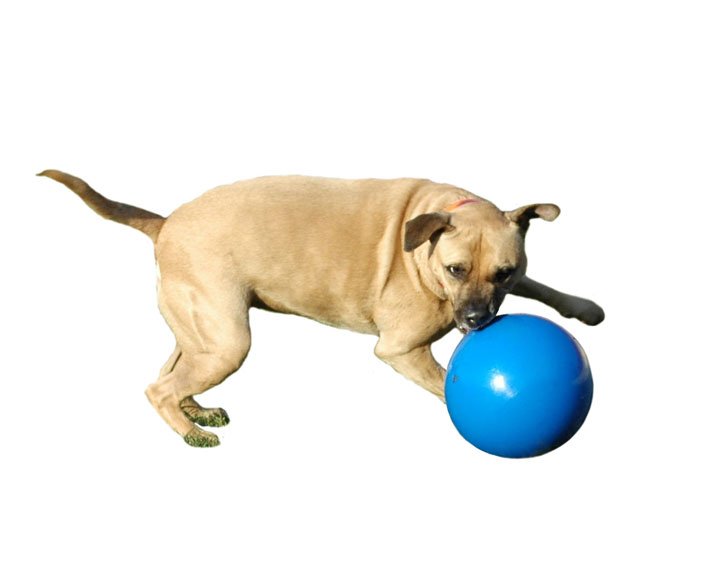 The Company of Animals - Boomerball Nr10 (250mm) - 3