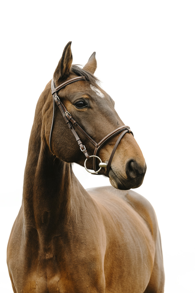 NORTON CLUB 'Deco' Träns Havana (Cob)