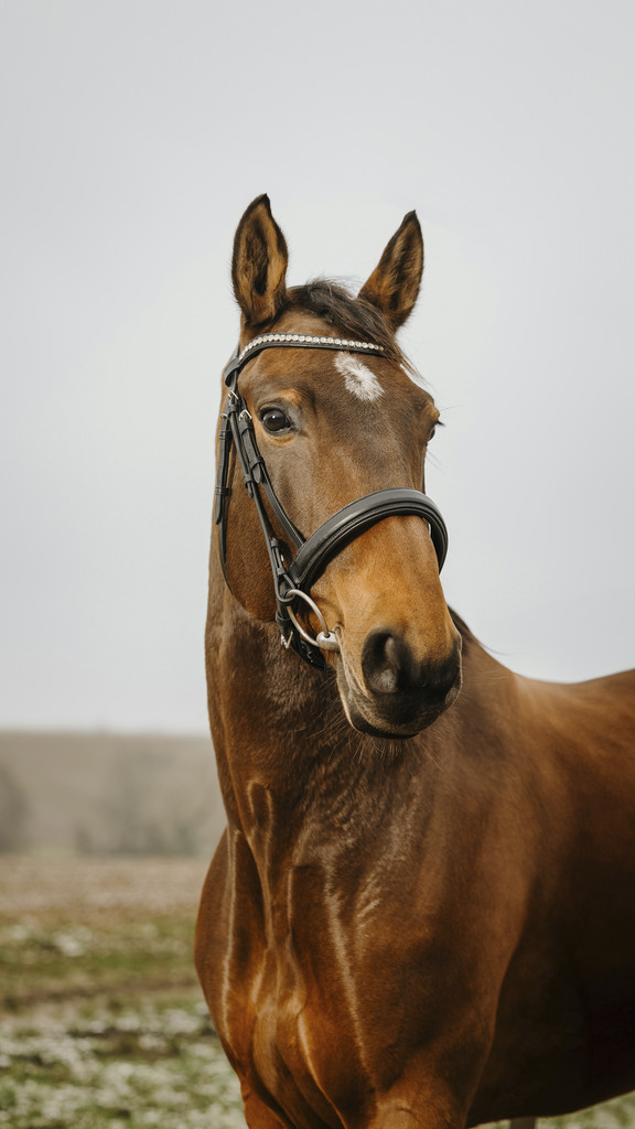 NORTON CLUB 'Diva' Träns Svart (Cob)