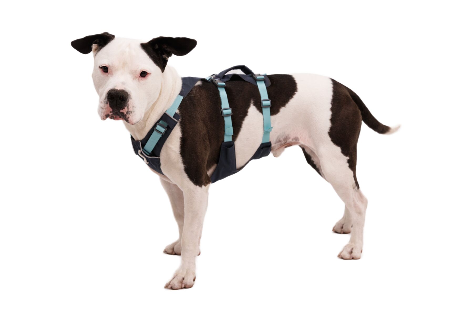 Ruffwear Flagline Harness- Basalt Gray - 3