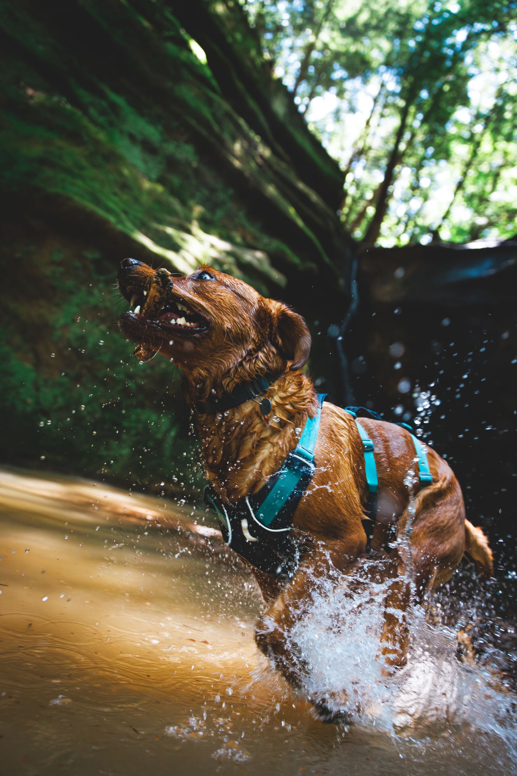 Ruffwear Flagline™ Harness– Basalt Gray 