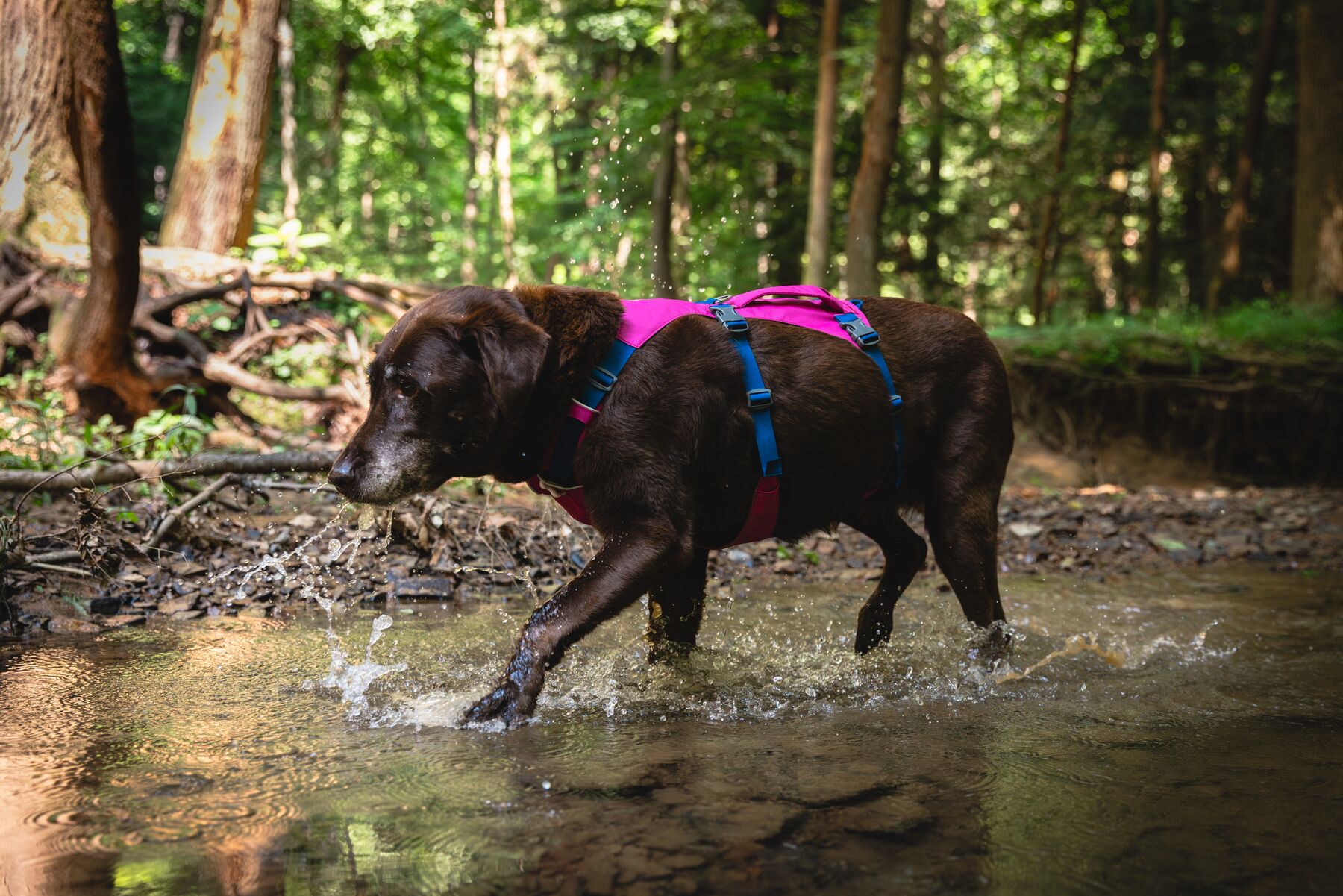 Ruffwear Flagline™ Harness– Basalt Gray 