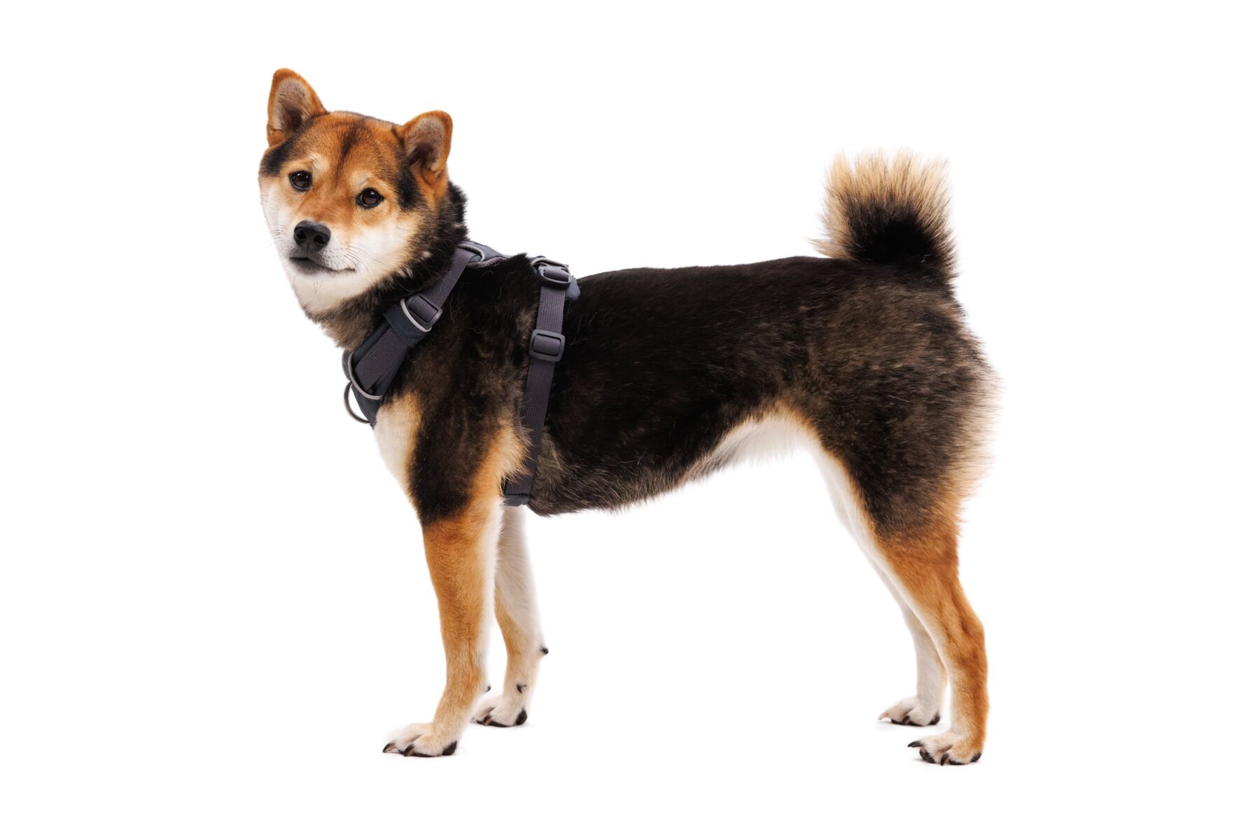 Ruffwear Front Range® Harness - Basalt Gray 