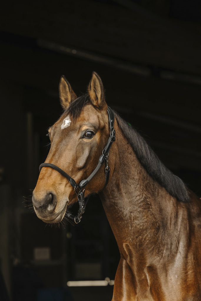 NORTON Läder/Repgrimma Svart (Cob)