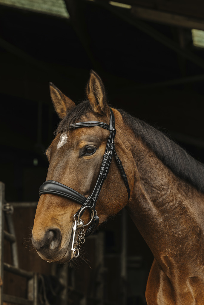 NORTON 'Basal' Kandarträns Svart (Ponny)