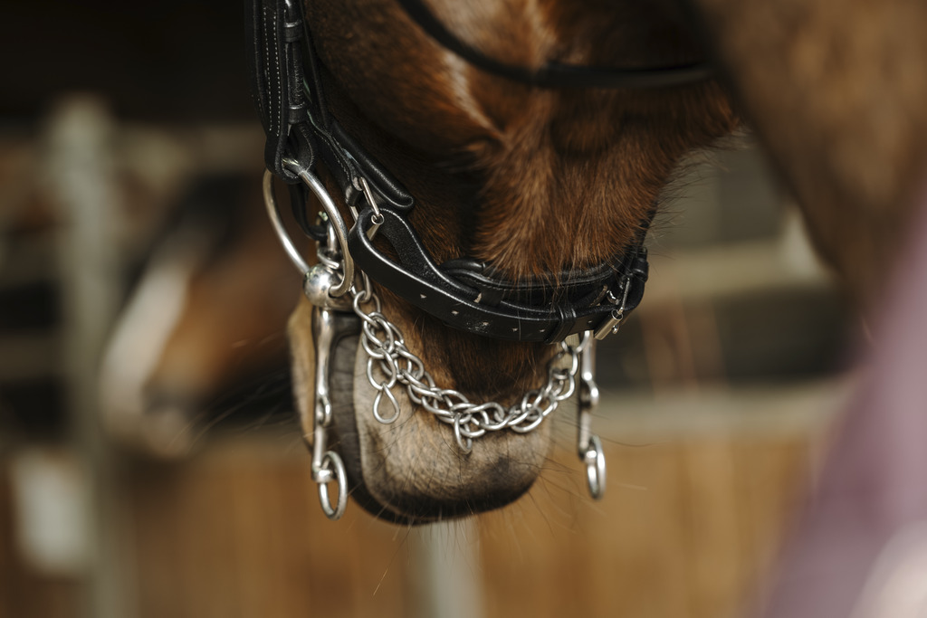 NORTON 'Basal' Bridle Black - 4