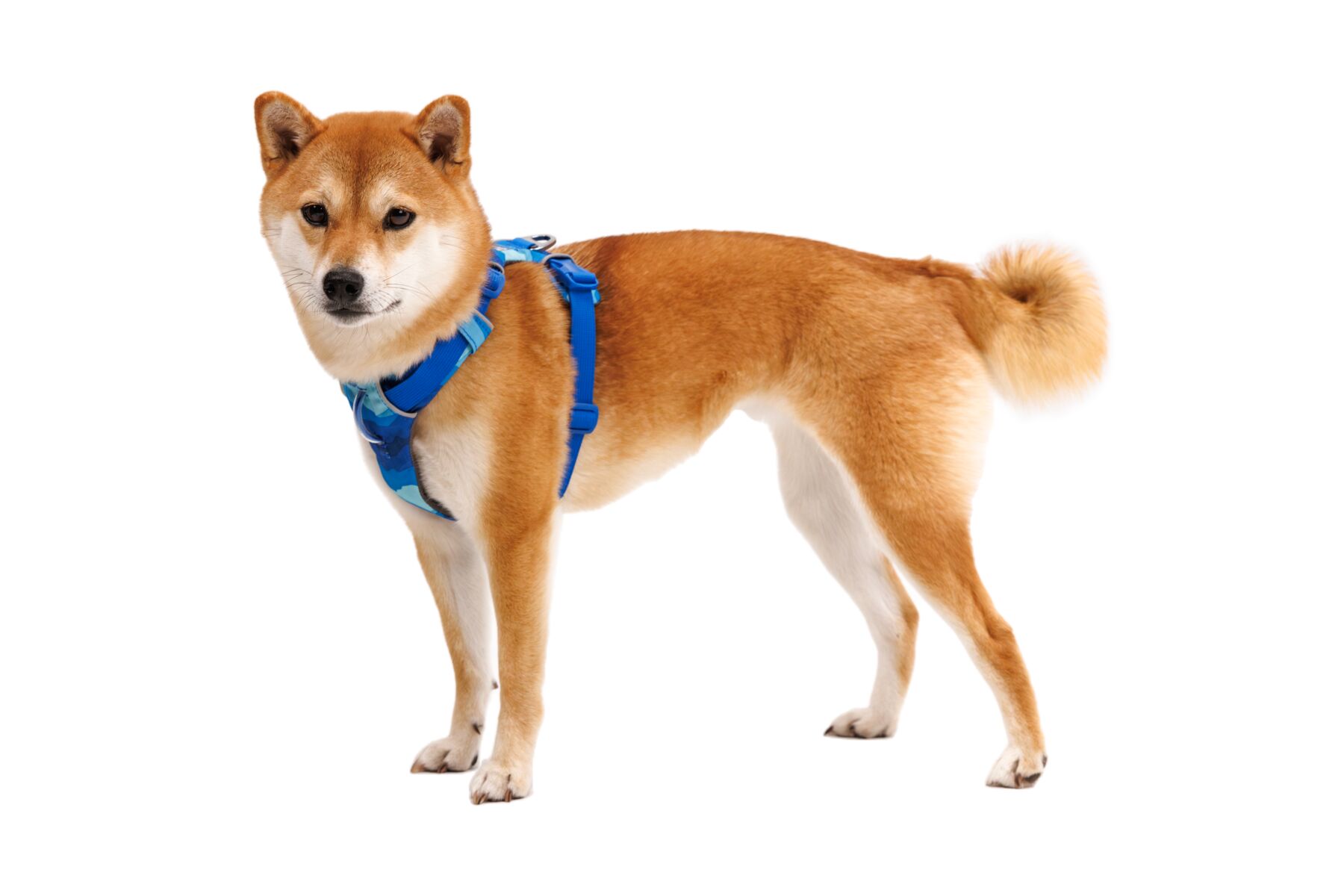 Ruffwear Front Range® Harness - Coastal Mountains 