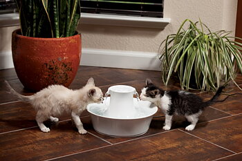 Petsafe Water fountain Drinkwell Avalon