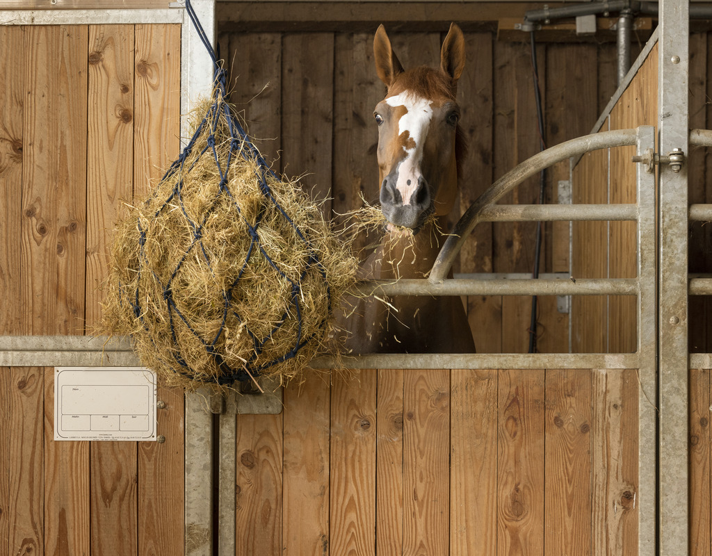 HIPPOTONIC Hönät Med Ringar I Bomull Blå