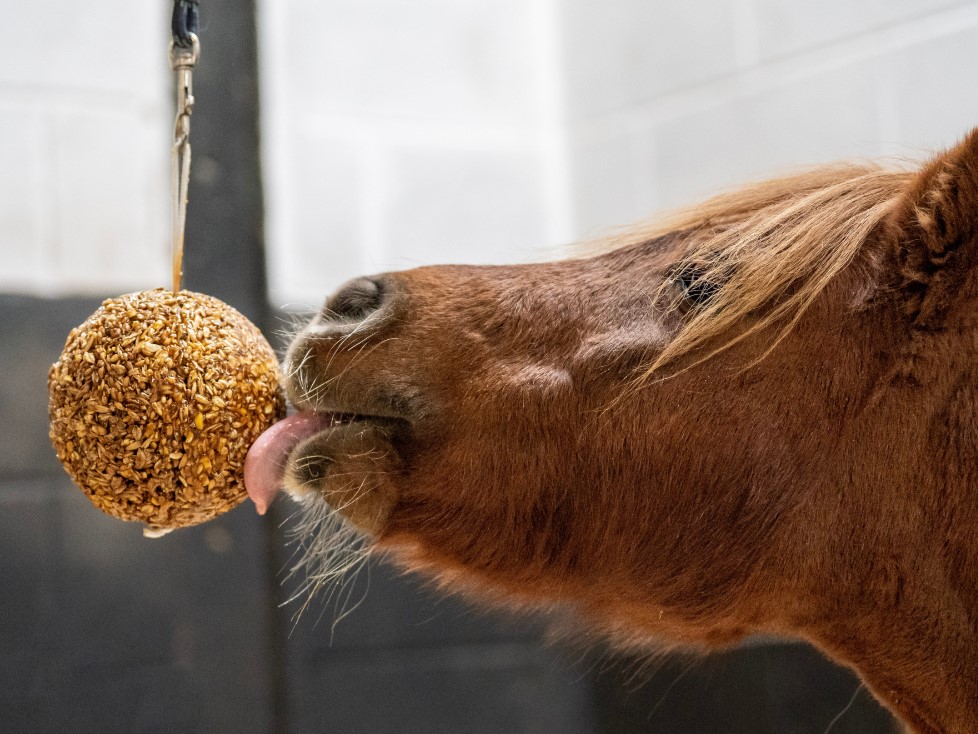LIKIT Granola Stall-Ball - Melass Häst